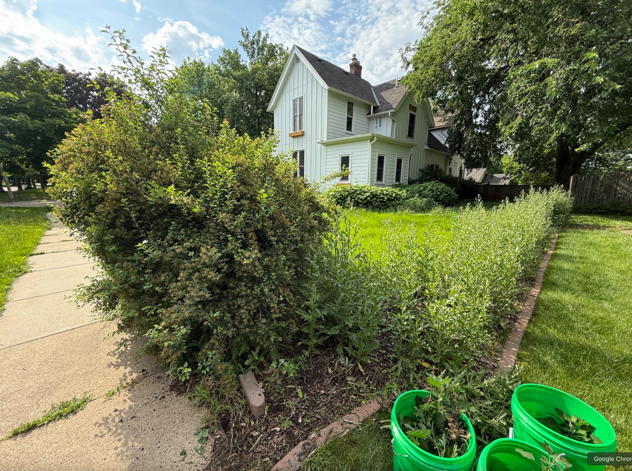 Yard cleanup project